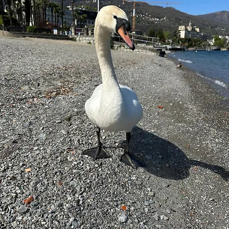 Casa Victoria Apartmán Stresa