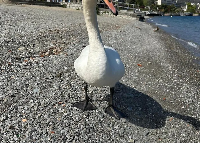 Casa Victoria Apartamento Stresa